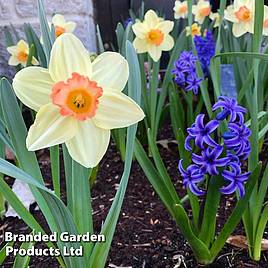 Narcissus Blushing Lady