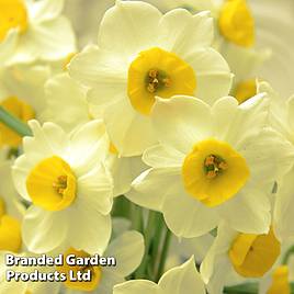 Narcissus Sun Disc
