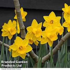 Narcissus Golden King Alfred