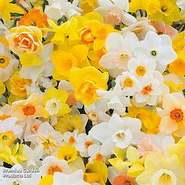 Narcissus Sunshine Mix