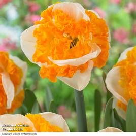 Narcissus Swirl