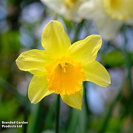 Narcissus Cornish Trelawney Gold