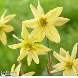 Narcissus viridi Double