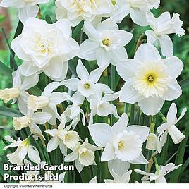 Narcissus White Diamonds Mixture