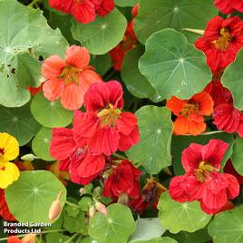 Nasturtium Jewel of Africa Mix - Seeds