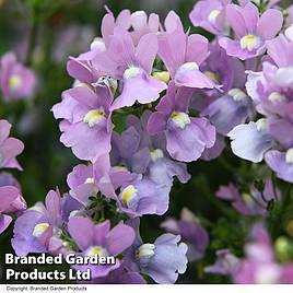 Nemesia Most Scented Melody Pink