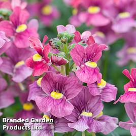 Nemesia Most Scented Melody Raspberry