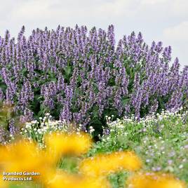 Nepeta Magical Mr Blue Sky