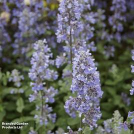 Nepeta grandiflora Summer Magic