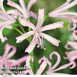 Nerine bowdenii Stefani