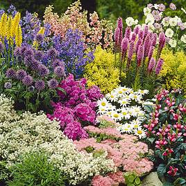 Nurserymans Choice Perennial Cottage Garden Collection