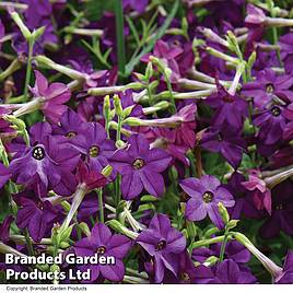 Nicotiana Perfume Deep Purple
