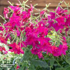Nicotiana Sirius Deep Rose F1 - Pelleted Seeds