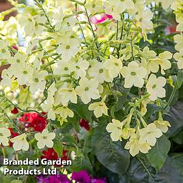 Nicotiana Sirius Lime F1 - Seeds