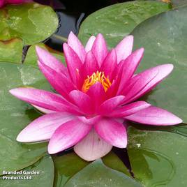 Nymphaea Charles de Meurville (Deep Water Aquatic)