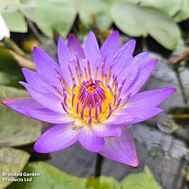 Water Lily Tropical Blue (Deep Water Aquatic)
