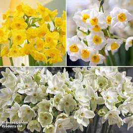 Narcissus Tazetta Mix