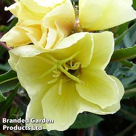 Oenothera Apricot Delight