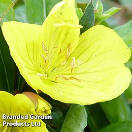 Oenothera fruticosa Youngii