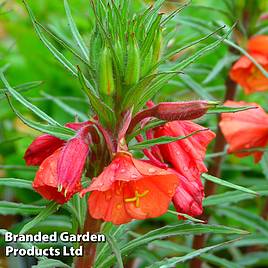 Oenothera Sunset Boulevard