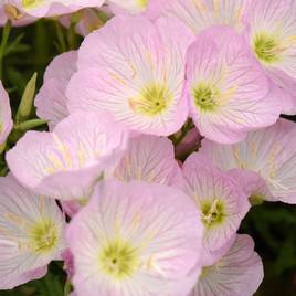 Oenothera speciosa Siskyou