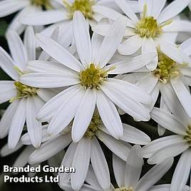 Olearia ‘Spring Bling’