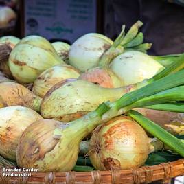 Onion Exhibition - Seeds