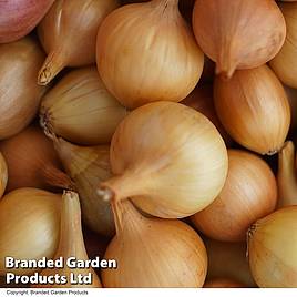 Onion Jet Set F1 (Spring)