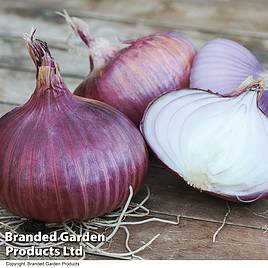 Onion Red Baron (Spring Planting)