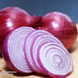 Onion Red Karmen (Spring Planting)