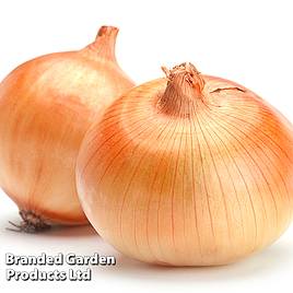 Onion Carballo (Spring Planting, Heat Treated)
