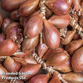 Nurserymans Choice Shallots (Autumn)