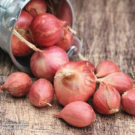 Shallot Red Sun (Spring planting)