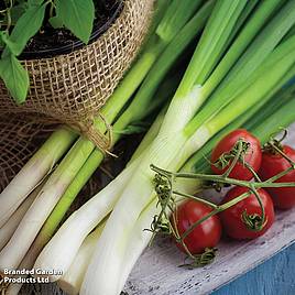 Spring Onion White Lisbon - Organic Seeds