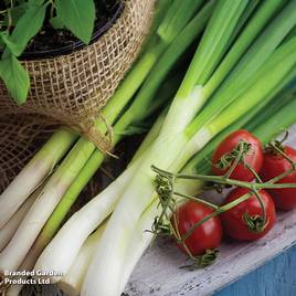 Spring Onion White Lisbon - Organic Seeds