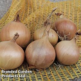 Onion Sturon (Spring Planting)
