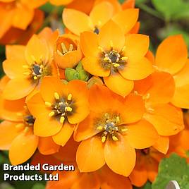 Ornithogalum dubium