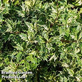 Osmanthus heterophyllus Goshiki