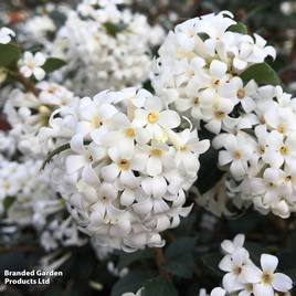 Osmanthus delavayi Perfume of Nature