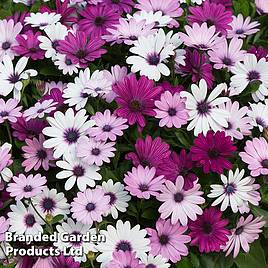 Osteospermum Akila Berries and Cream Mix
