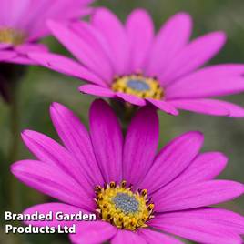 Osteospermum In The Pink (Hardy)