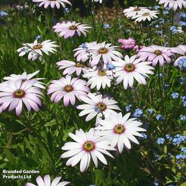 Osteospermum Lady Leitrim