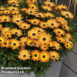Osteospermum Dazzling Duo