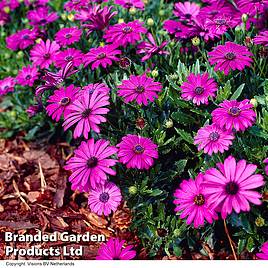 Osteospermum Tresco Purple (Hardy)