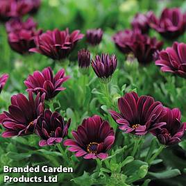 Osteospermum Sunny Gaia