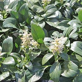 Pachysandra terminalis Green Carpet