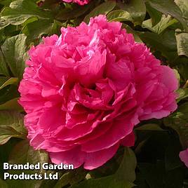 Tree Peony Juan Ye Hong