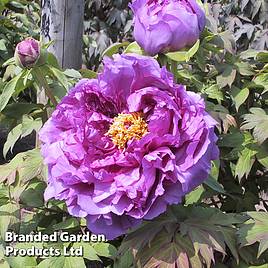 Tree peony Lavender