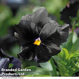 Pansy Atlas Black