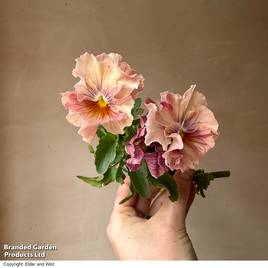 Pansy Chianti Shades F1 - Seeds